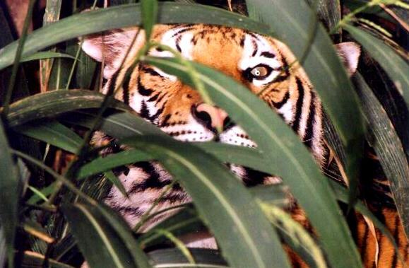 San Diego Zoo